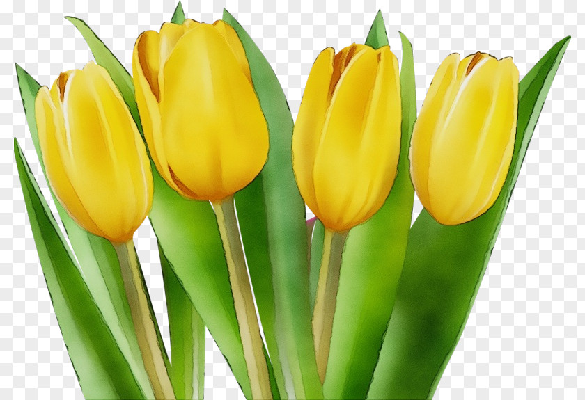 Flower Tulip Yellow Petal Plant PNG