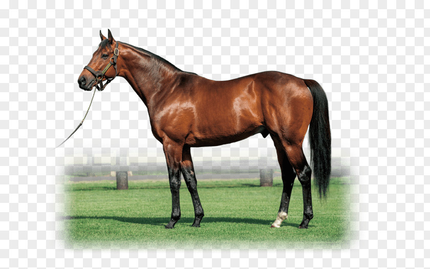 Horse Shadai Stallion Station Mare Stable PNG