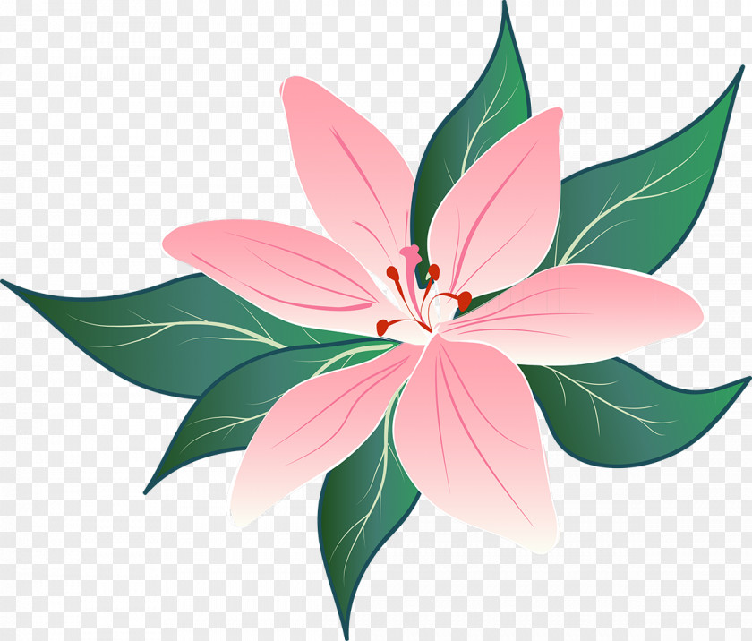 Lilly Flowering Plant Petal Leaf PNG