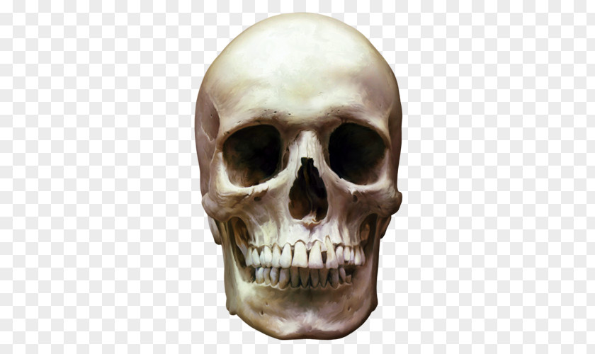 Skull Skeleton Bone Clip Art PNG