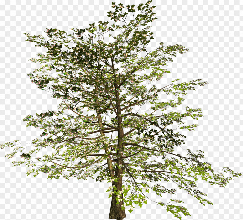 Tree Plane Trees Russia Diary Twig PNG