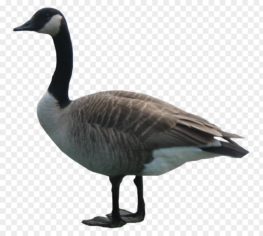 Goose Domestic PNG