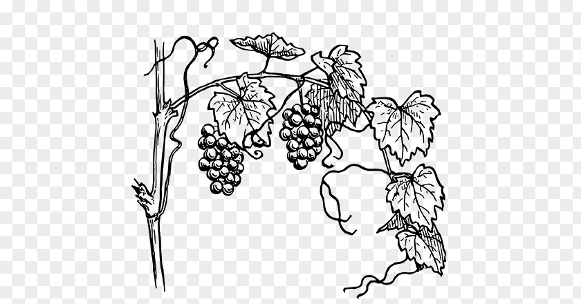 Grape Drawing Vineyard Image Sketch Clip Art PNG