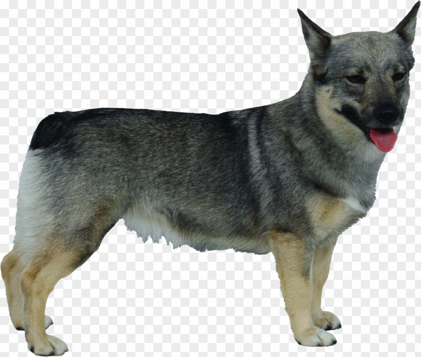 Kunming Wolfdog Norwegian Elkhound Czechoslovakian Swedish Shepherd Rare Breed (dog) PNG