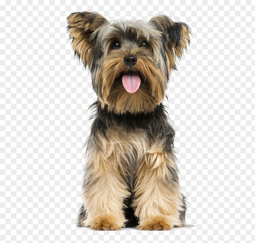 Puppy Yorkshire Terrier Yorkipoo Norwich Airedale PNG