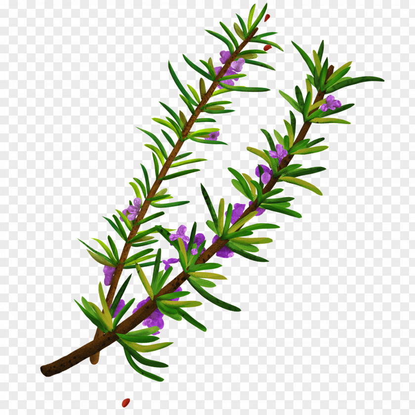 Sambucus Nigra Twig Plant Stem Herbalism Rosemary PNG