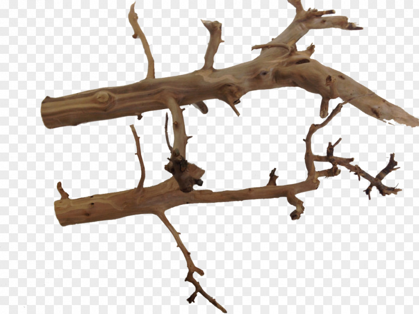 Wood Twig Branch Terrarium Long Tail Keyword PNG