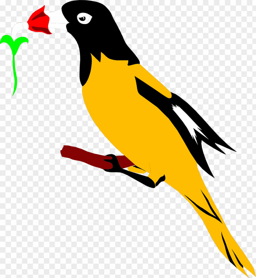 Bird Baltimore Orioles Eurasian Golden Oriole Clip Art PNG