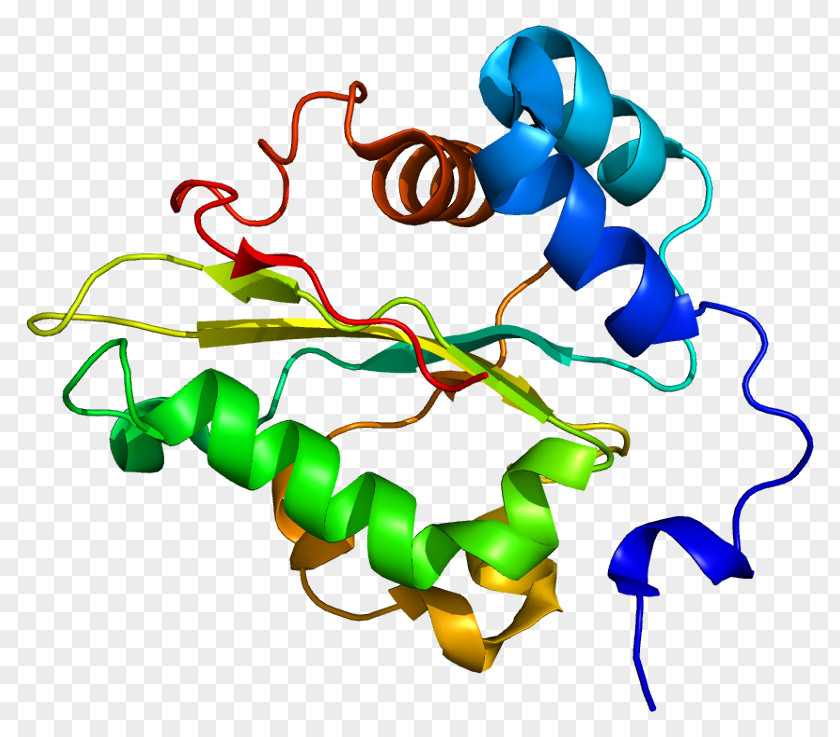 Elongation Factor Protein Peptide Bond Glutathione Synthetase PNG