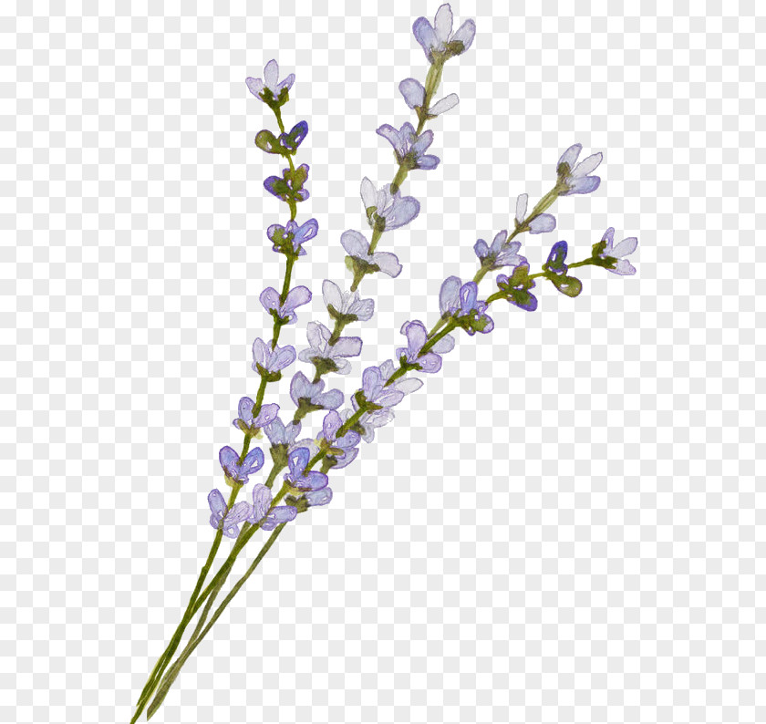 Lavander Flower Tree English Lavender Clip Art Image GIF PNG