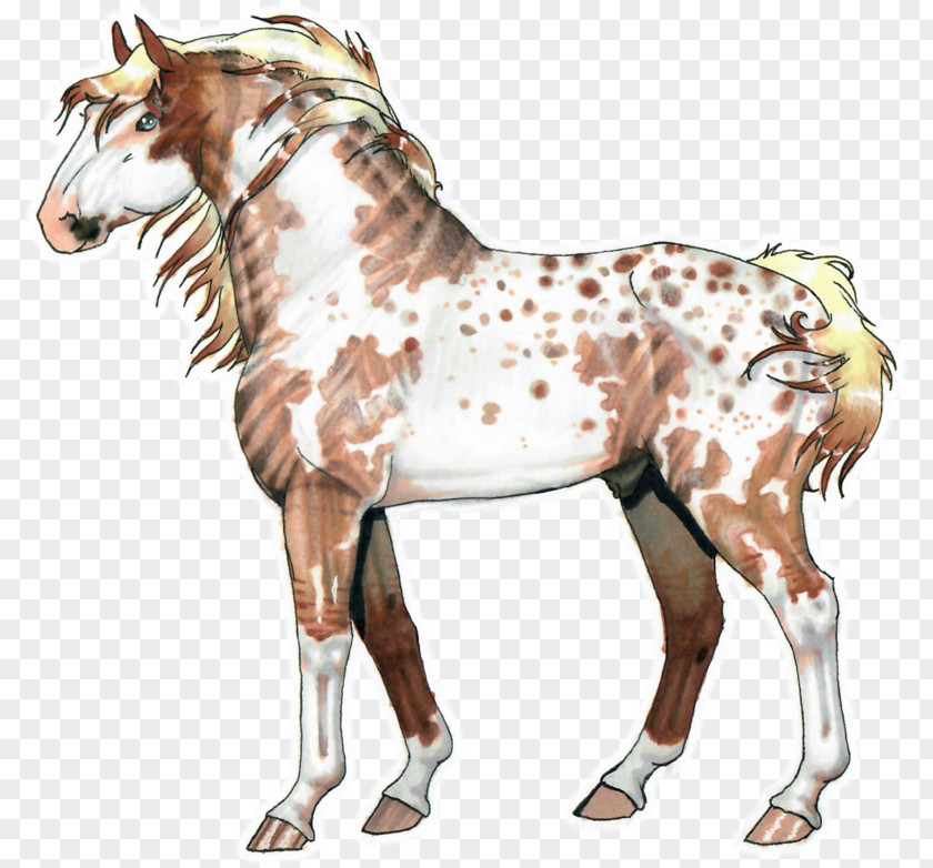 Mustang Stallion Foal Colt Mare PNG