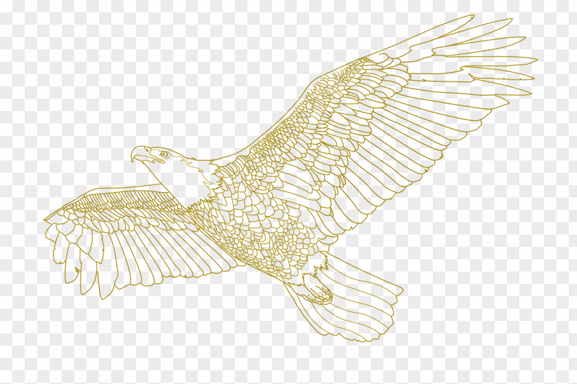 Owl Bald Eagle Drawing /m/02csf Hawk PNG