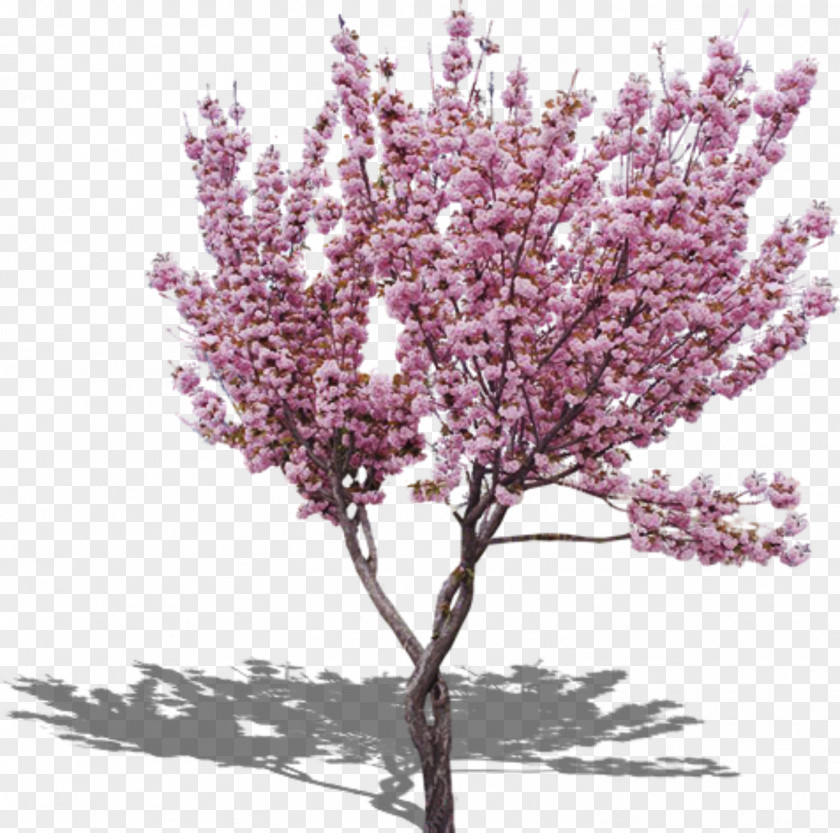 Peach Tree Cherry Blossom PNG