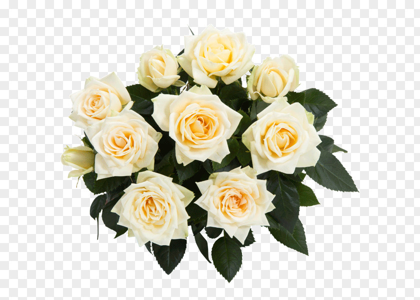 Rosa Danica Garden Roses Cabbage Rose Floribunda Cut Flowers PNG