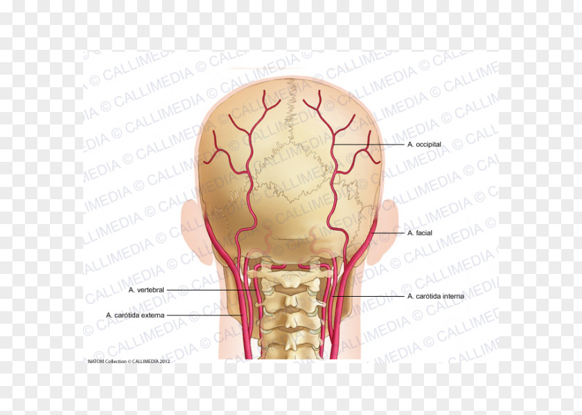 Skull Bone Artery Posterior Triangle Of The Neck Head PNG