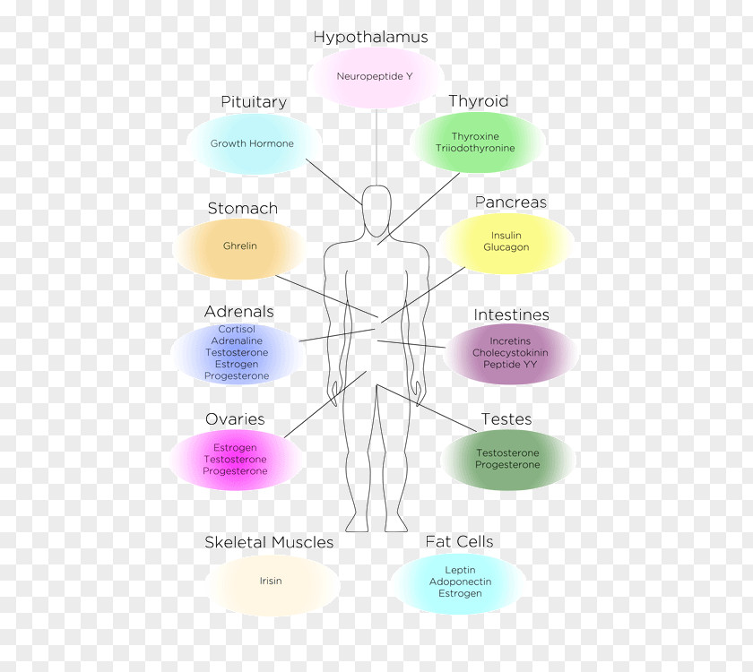 Weight Loss Shoulder Diagram PNG