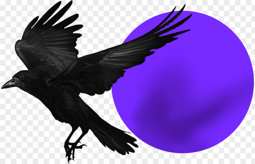 Bird Rook American Crow Common Raven Stock Photography PNG