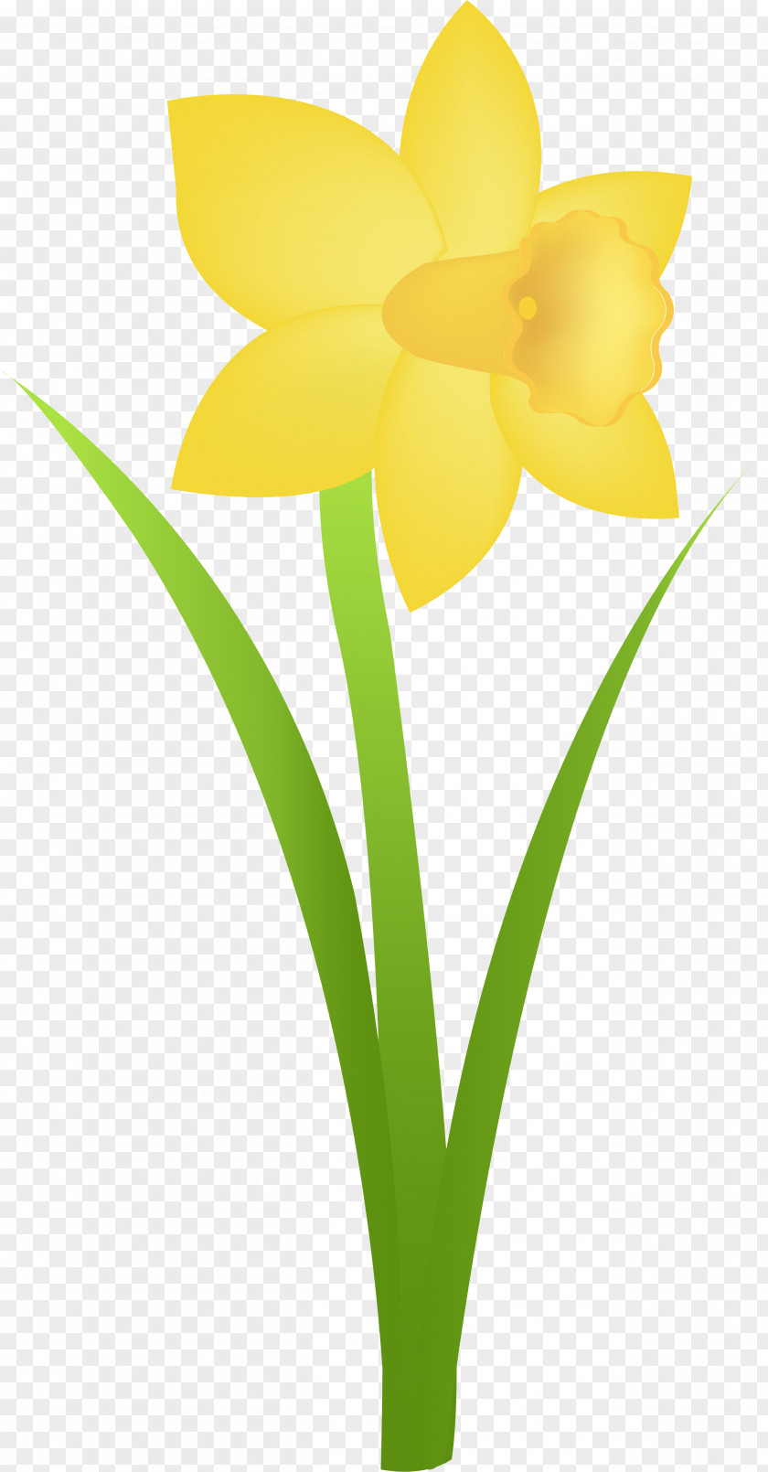 Narcissus Flowerpot Tulip Daffodil Clip Art PNG