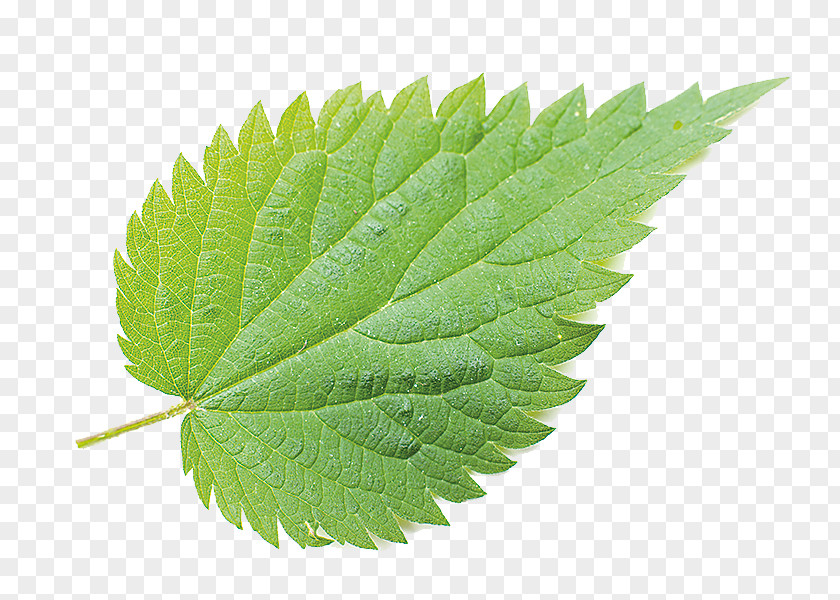 PARMESAN Common Nettle Stock Photography Royalty-free Depositphotos PNG