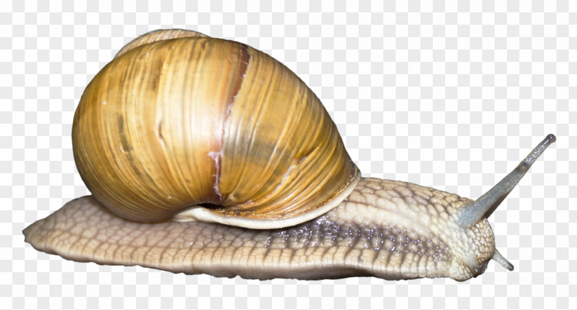 Snail Orthogastropoda Monoplacophora PNG