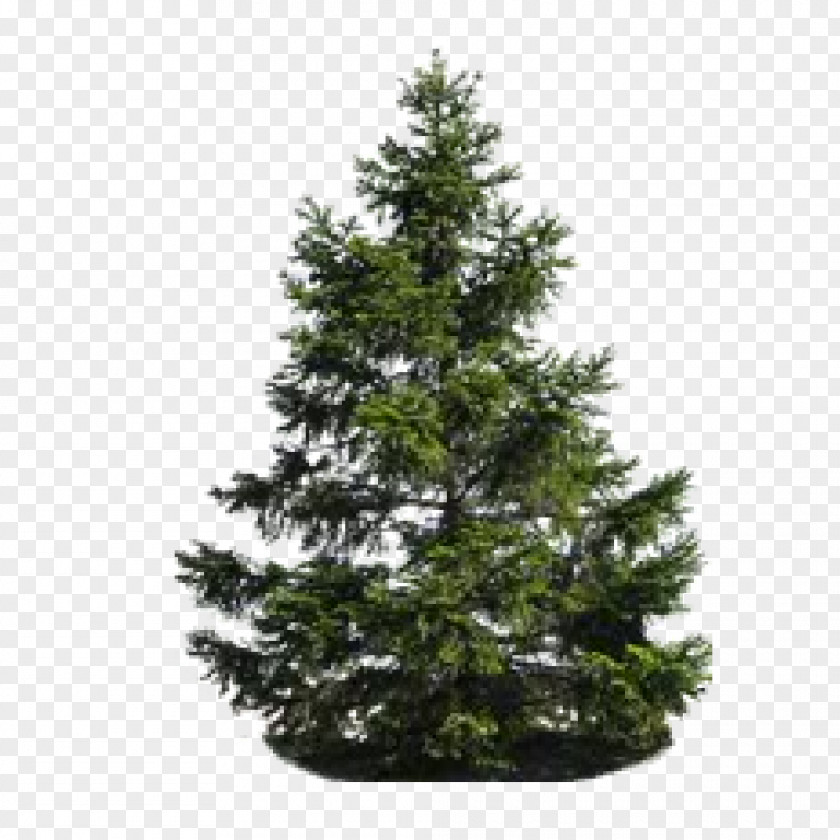 Tree Pine Fir PNG
