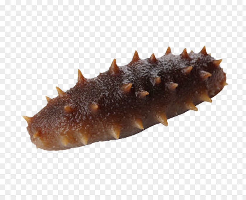 A Sea Cucumber As Food Pickled PNG