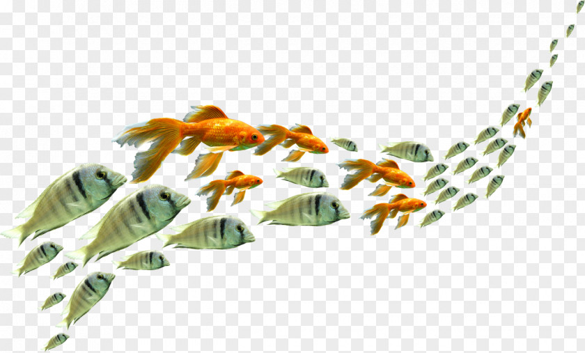 Fish Download Clip Art PNG