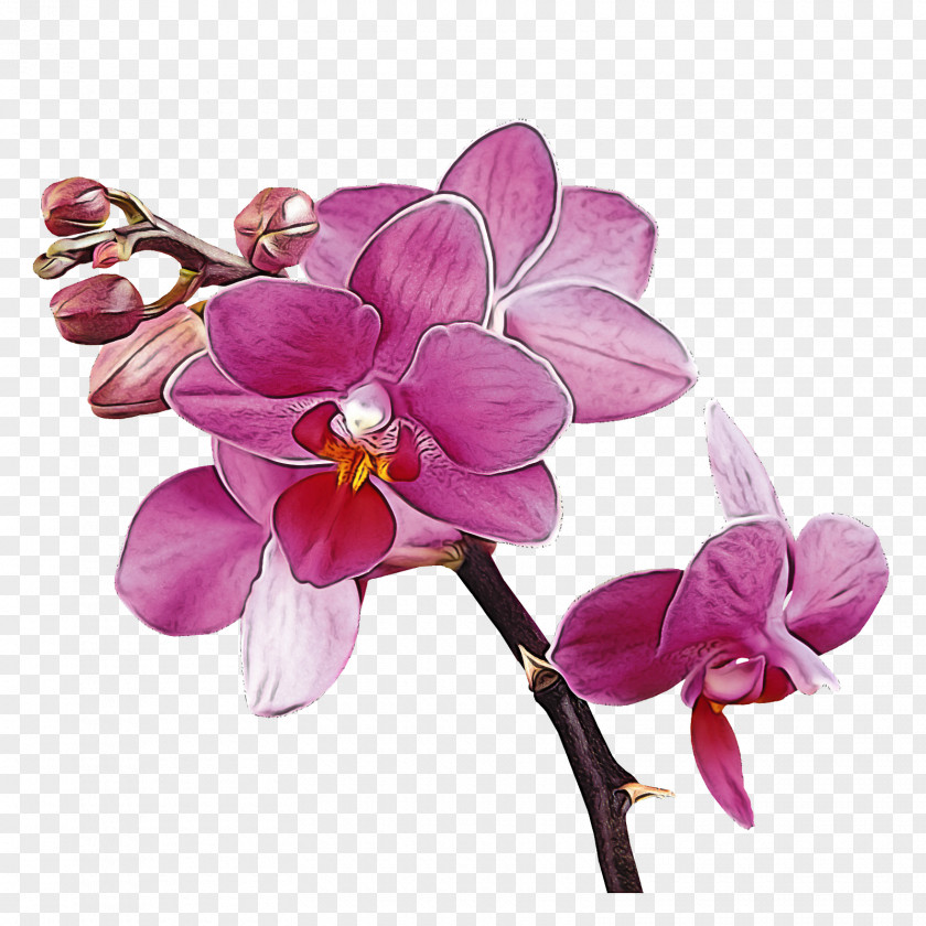 Flower Moth Orchid Violet Petal Plant PNG