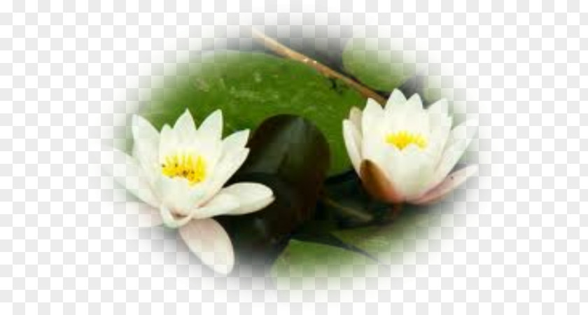 Flower Water Lilies Painting Aquatic Plants PNG