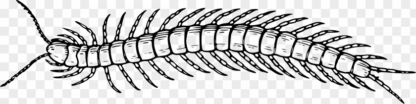 Line Drawing Scolopendra Gigantea Insect Centipedes Millipede Clip Art PNG