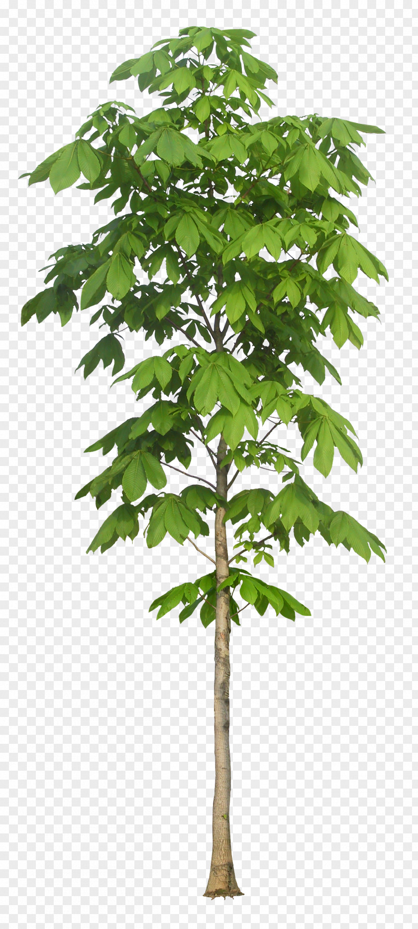 Luxuriant Trees European Horse-chestnut Tree Plant Arbre Dalignement Macrophanerophytes PNG