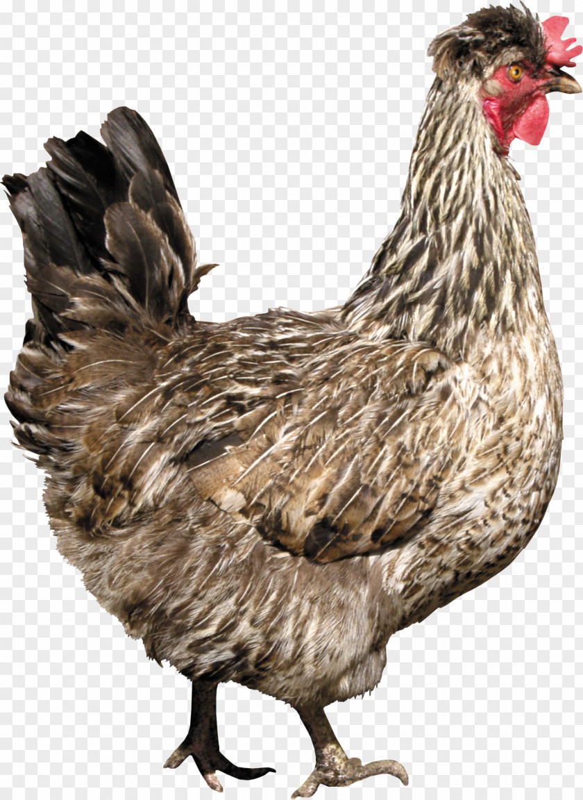 Rooster Solid White Chicken As Food Fried PNG