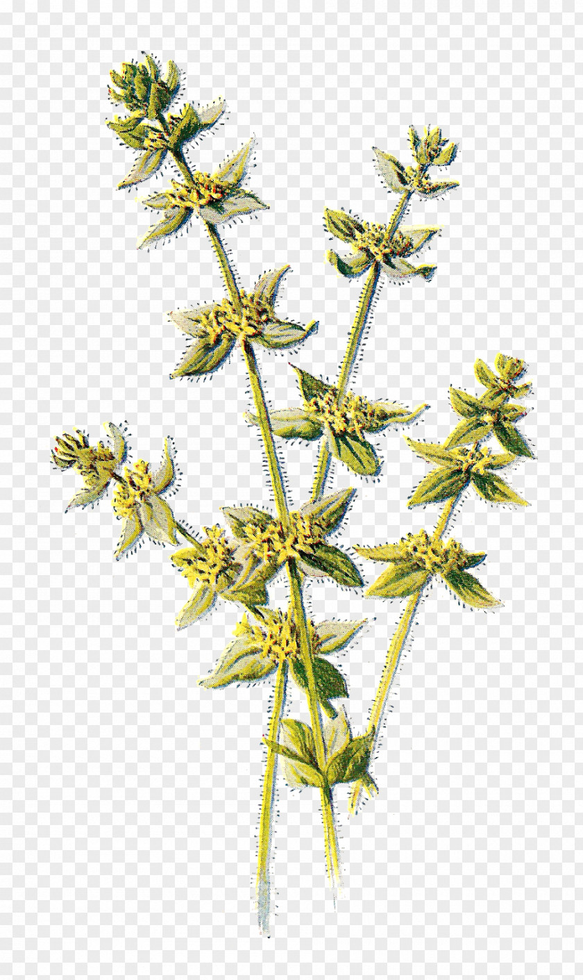 Wild Flowers Wildflower Cruciata Laevipes Yellow Clip Art PNG