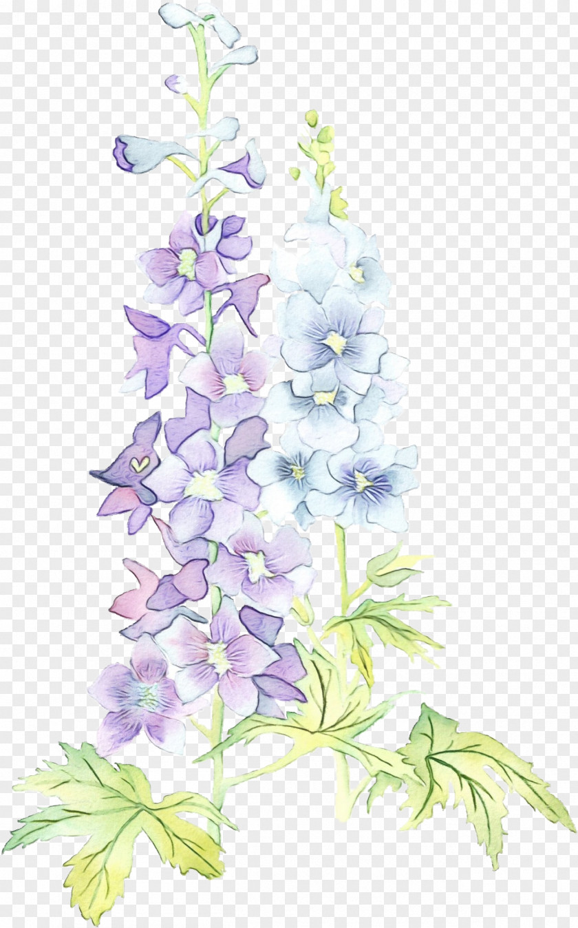 Bellflower Family Lavender PNG