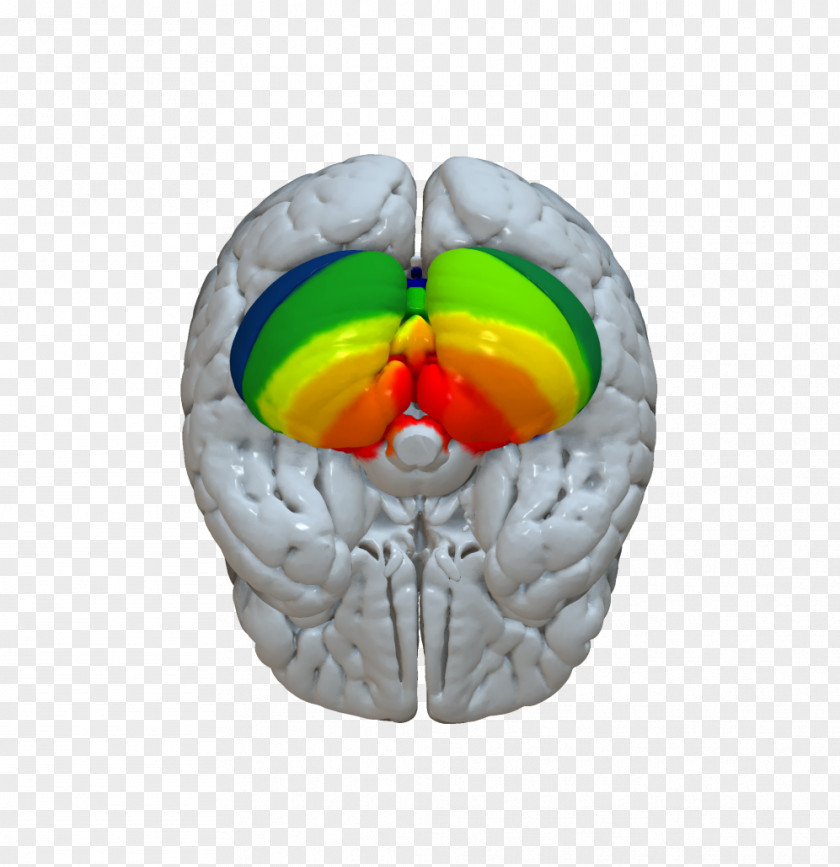 Brain Cerebellum Cerebral Cortex Connectome PNG