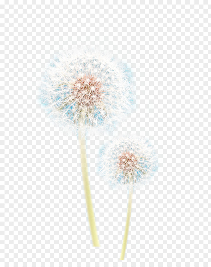 Dandelion Flower Petal PNG