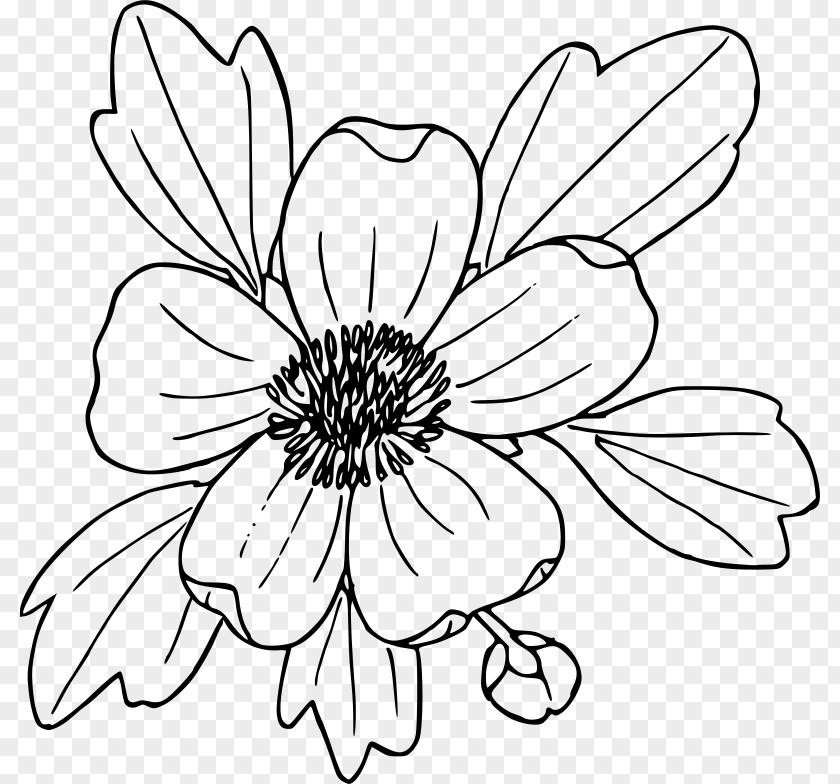Flower Coloring Book Drawing Ranunculus Glaberrimus Poppy Clip Art PNG