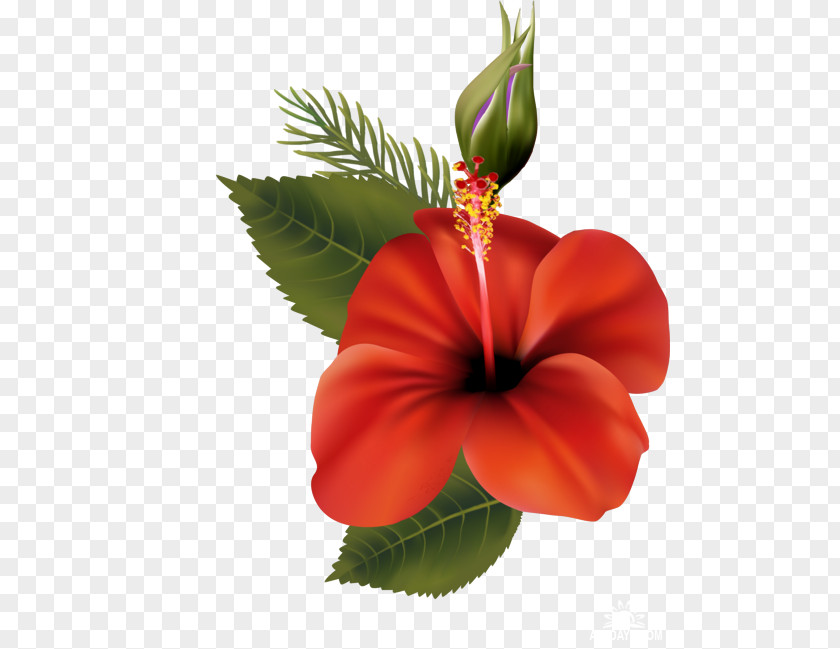 Flower Shoeblackplant Mallows Clip Art PNG
