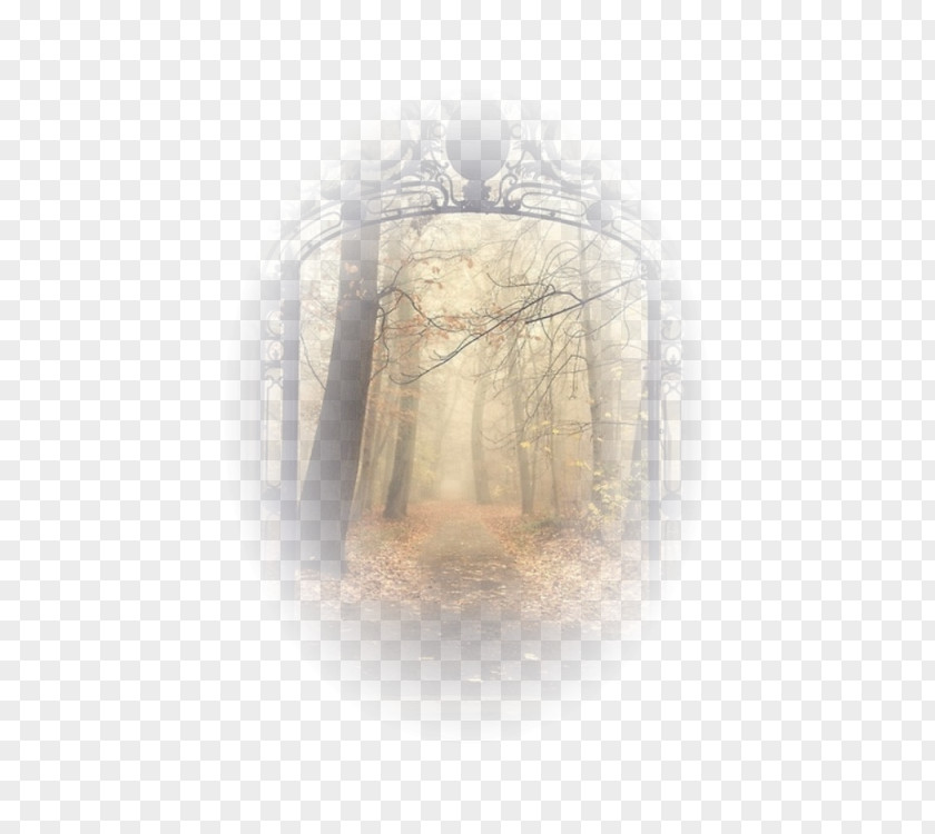 Forest Views Deciduous Tree Leaf PNG
