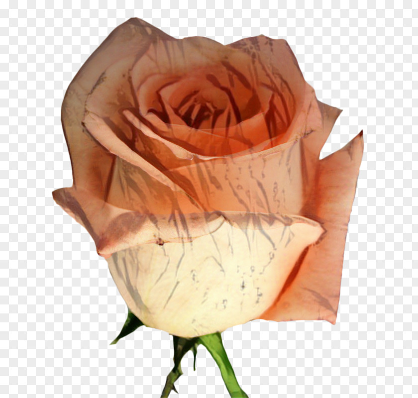 Garden Roses Cut Flowers Petal PNG