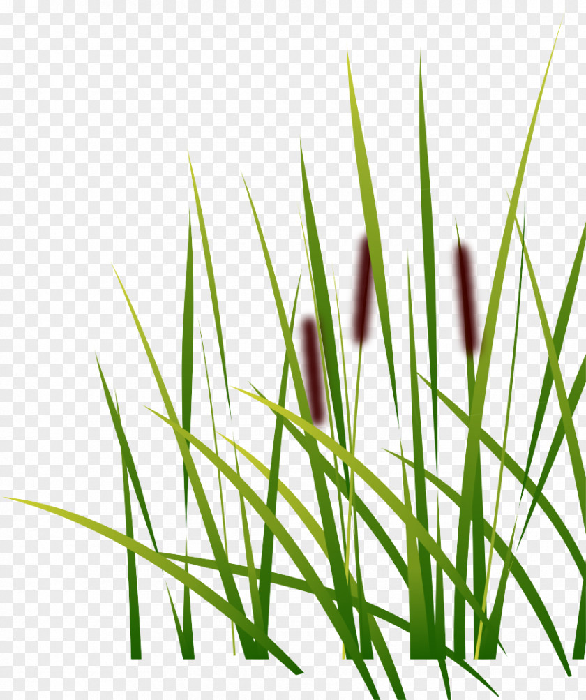 Lawn Photography PNG