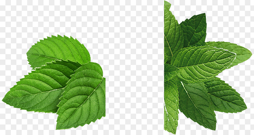 Mint Leaves Image Peppermint Mojito Electronic Cigarette Aerosol And Liquid Menthol Flavor PNG
