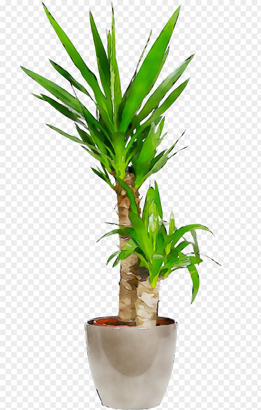Palm Trees Flowerpot Houseplant Leaf Plant Stem PNG