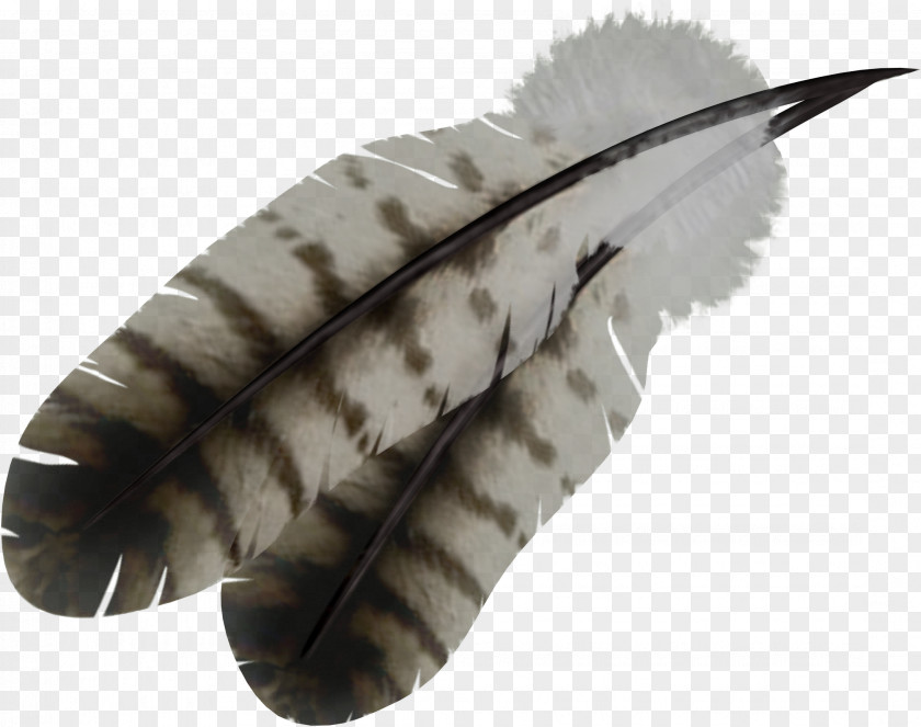 Feather Bird PNG