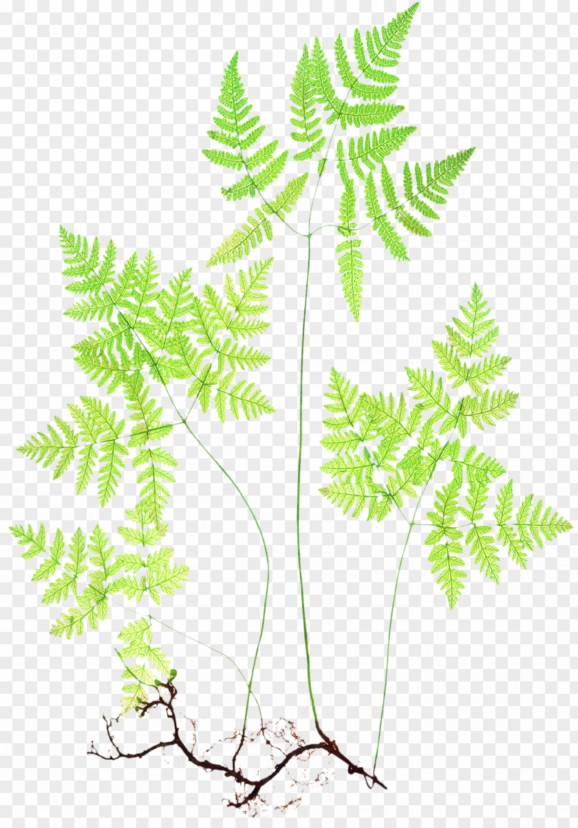 Ferns And Horsetails Palm Tree Cartoon PNG