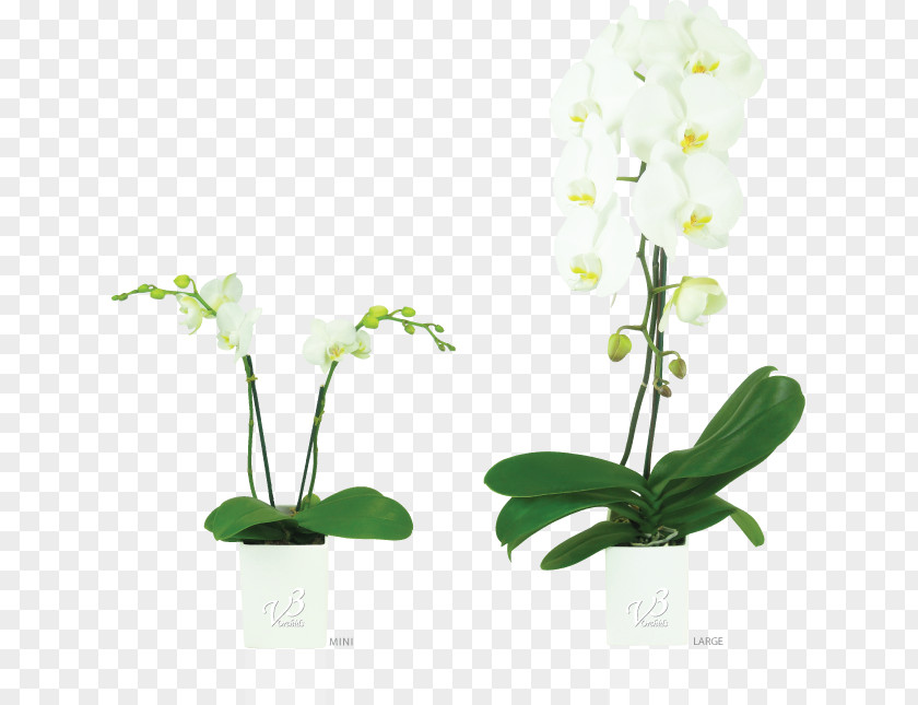 Flower Moth Orchids Floral Design Flowerpot PNG
