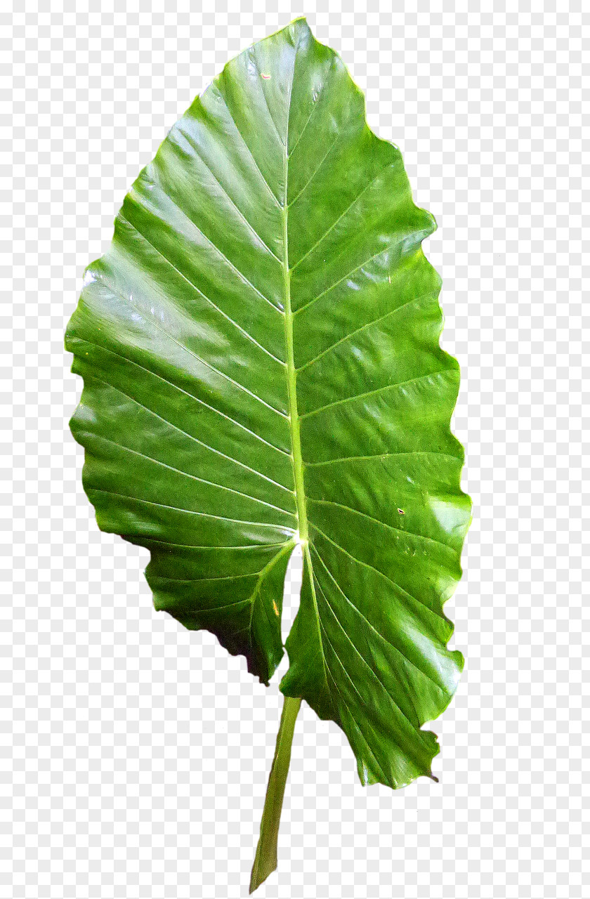 Leaf Botany Biology Bladnerv Plant Stem PNG