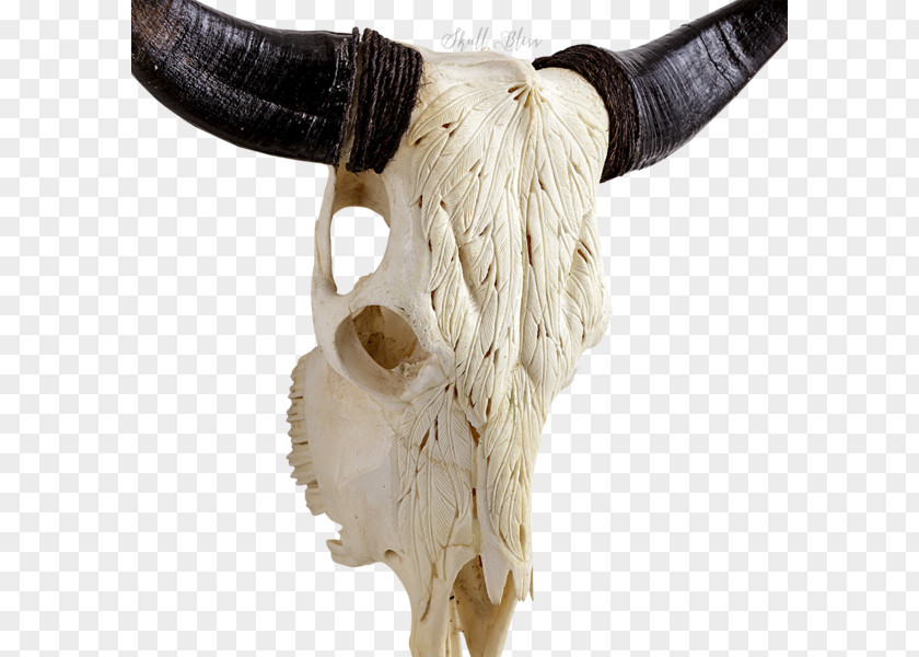 Skull Cattle Animal Skulls Skeleton XL Horns PNG