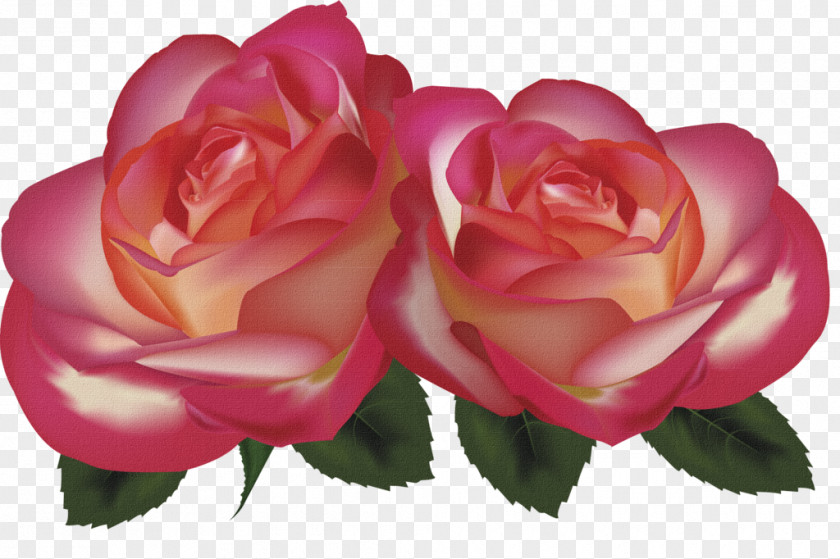 Vintage Red Rose Beach Garden Roses PNG