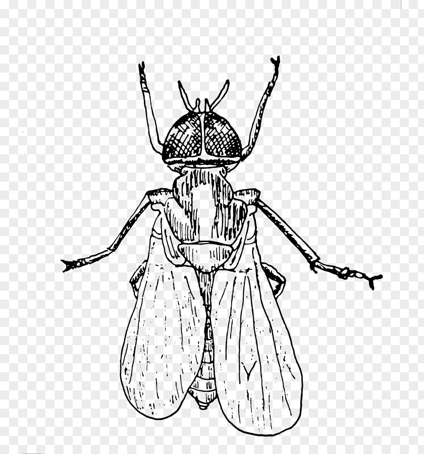 Aeiou Insect Drawing Clip Art PNG